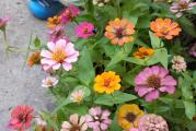 Na dnu ove stranice mozete pogledati ostale moje oglase,Kupovinom od jednog prodavca stedite na postarini..

Mini zinnia mix su biljke koje rastu oko 30 cm,cvetaju krupnim cvetovima jarkih i veselih boja,tokom leta do prvih mrazeva.Cinije su pogodne za sadnju uz rubove u vrtu ,saksijama ili  na terase, balkone i prozore.Nisu zahtevne,odgovaraju im suncane pozicije i veoma su otporne na susu..
 

Sejanje u zatvoreno Mart-April,na dubini 0.5-1 cm.
Optimalan rok setve na otvoreno: april -maj-jun,na dubini  1-2 cm..Rasadjivanje se obavlja u Maju mesecu na udaljenosti 25x25 cm..


Prodaje se 20  krupnija semena
